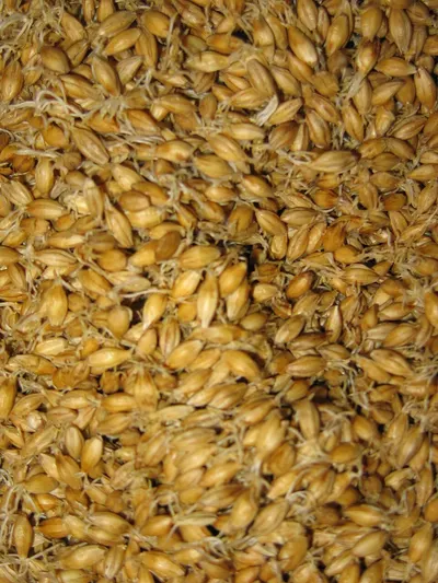 Barley