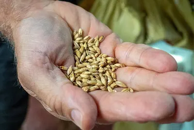 B-Vive Indian Barley