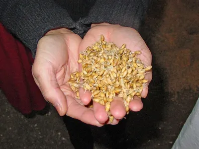 Wheat For Humans And Animal Feed