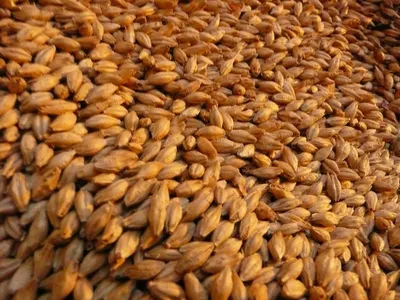 Feed barley, protein 7.2% (FOB Novorossiysk of CIF any port of the world)