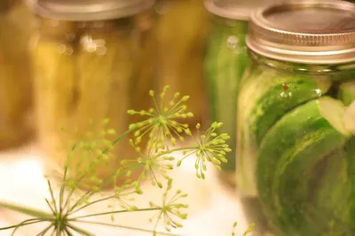 Dill tips by Trust Herbal