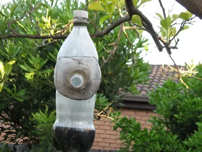 Collapsible water container