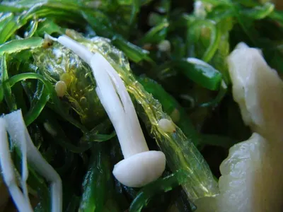IQF Radish Leaf by Blue Lotus Exim Co., Ltd.