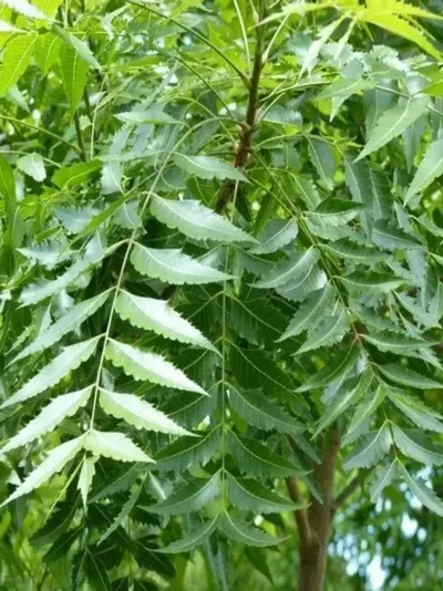 HAIRY VETCH SEEDS