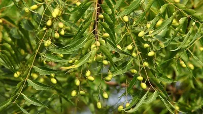 Talha Gum - Acacia Seyal by Arabic Gum Supplier