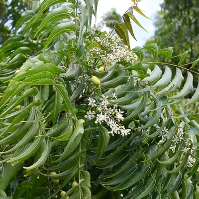 Sambucus Embolus