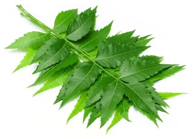 Eucommia leaf extract