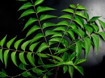 Henna Leaves (Lawsonia Inermis Lythraceae) by RAS N JAS