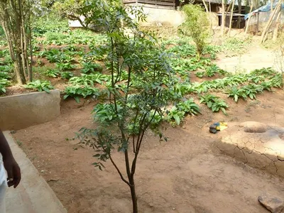 Neem Extract
