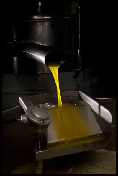 Olive Oil