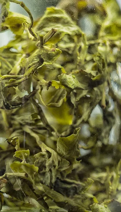 Green tea beverage production line