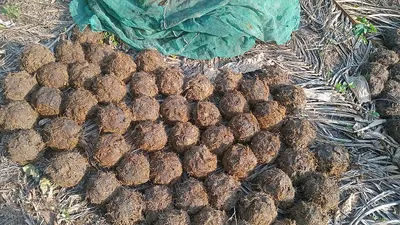 Truffle by Guzelcamli Group