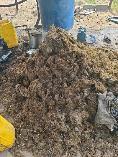 Crushed Hooves