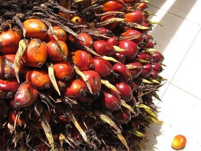 Crude Palm Oil