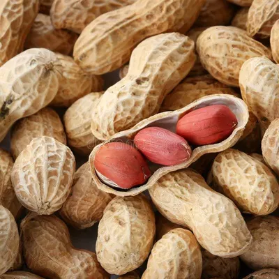 Peanut Kernel by Fringe Papo International