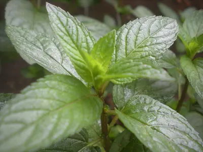 Menta Piperita by Herbseic