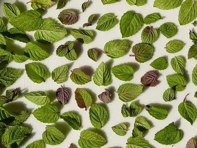 Organic Dried Peppermint Leaves