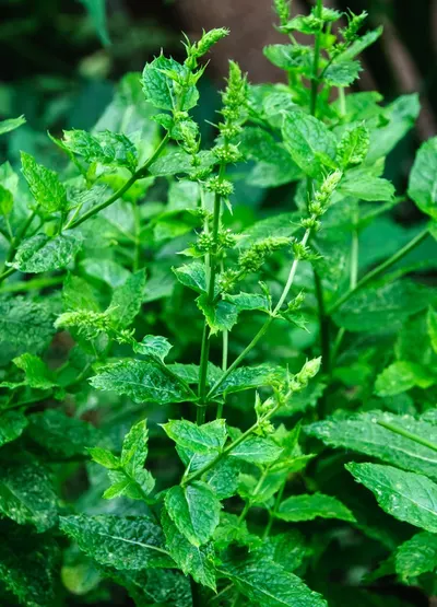 Spearmint Oil