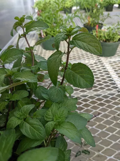 Basil leaves