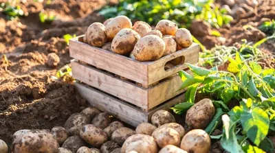 Fresh Organic Potato