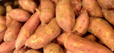 Sweet Potato