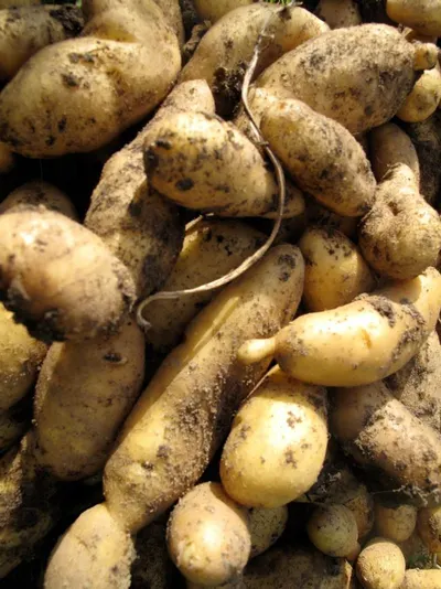 Ipomoea batatas - Honey Sweet Potatoes