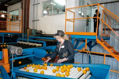 Mango pulp