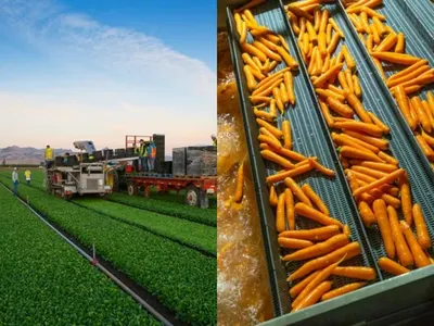 Frozen Potato Frozen French fries
