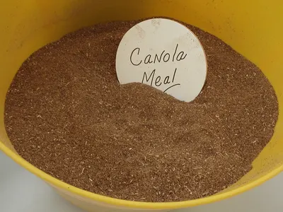Capsula