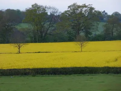 Yellow YR