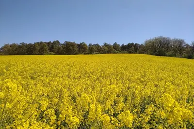 Rapeseed OIL 989$ 1 Tonne - Image 2
