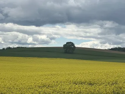 Rapeseed