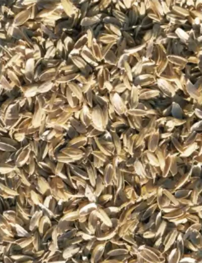 Sunflower (oil) Seeds