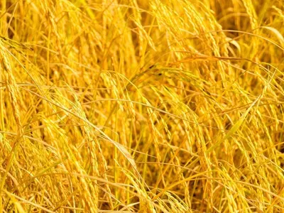 Rice Bran Oil