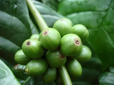 CGA ~ Green Coffee Extract