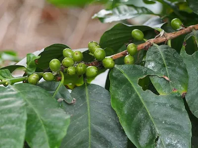 Green Coffee