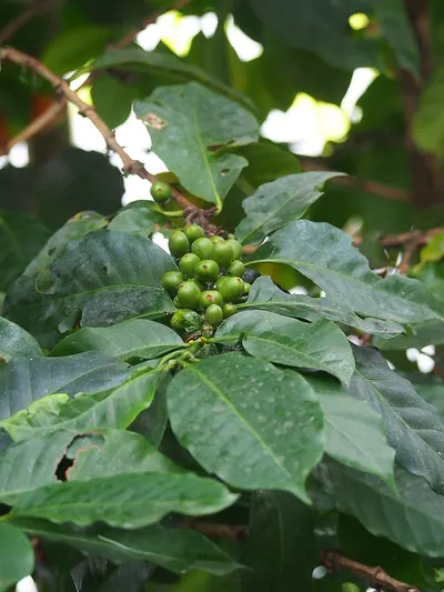 Green Coffee Bean Extract, 	Chlorogenic Acids