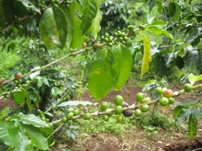 Robusta Luwak Coffee