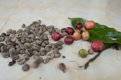 100% wild luwak (civet) coffee