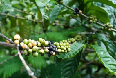 Premium Quality Roasted Robusta Coffee Beans.