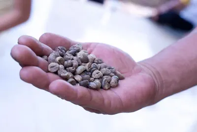Robusta AB