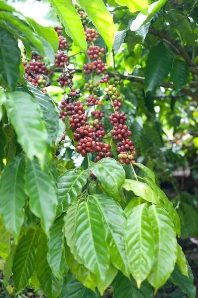 Robusta AA