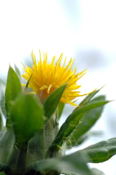 Safflower