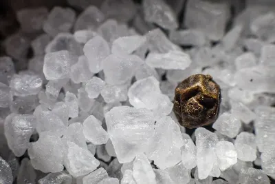 Animal Lick Salt