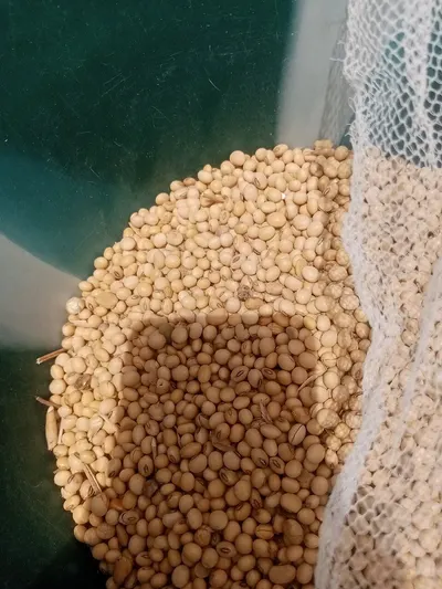 Molecular sieve