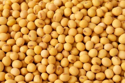 Soybeans