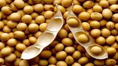 Soybean