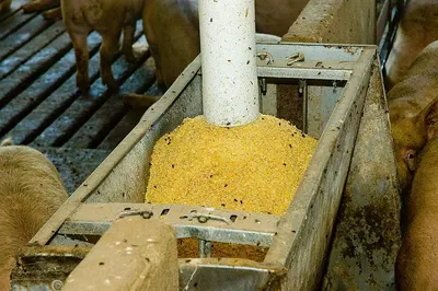 Egg Layer Feed Phase -1