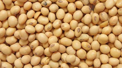 Soybean