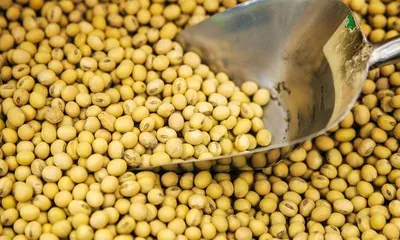 Soybeans